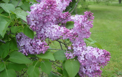 Spectacular Blooms Distinguish the Common Lilac Bush