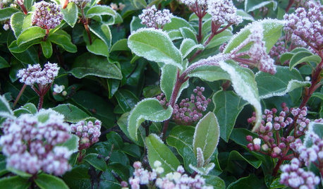 La plante du mois : Le laurier-tin et sa floraison hivernale
