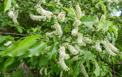 Plant Black Cherry Trees for the Birds and Bees