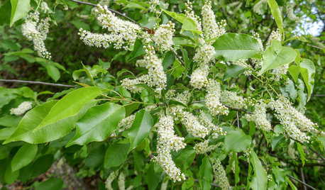Plant Black Cherry Trees for the Birds and Bees
