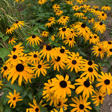 Black Eyed Susan