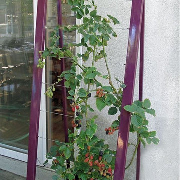 Blackberry vine woven into Mira Garden Trellis