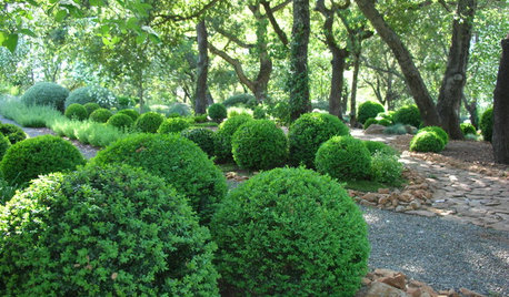 Topiaries Carve a Place Indoors and Out