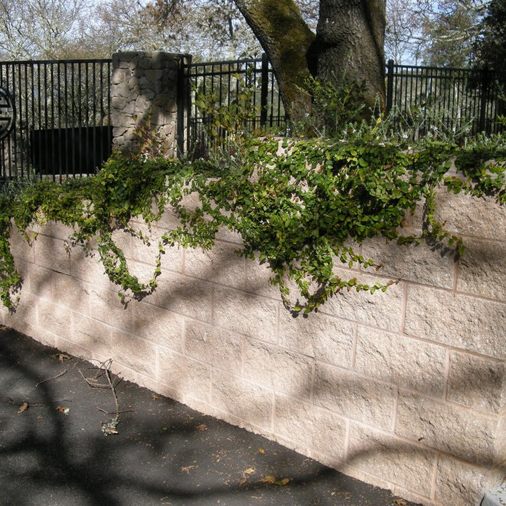 Creeping Fig Vine Houzz