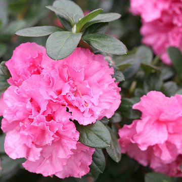 Bloom-A-Thon® Pink Double Rhododendron