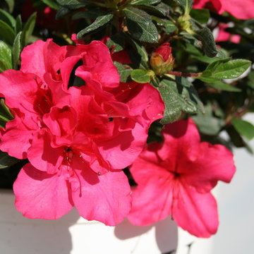 Bloom-A-Thon® Red Rhododendron