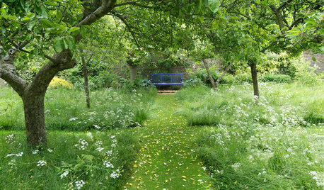 How to Design a Meadow Garden That Loves Shade