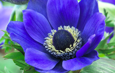 6 Splendid Blue-Flowering Bulbs