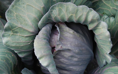 Cool-Season Vegetables: How to Grow Cabbage