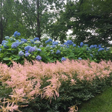 Blue Hydrangea and Astilbe Planting
