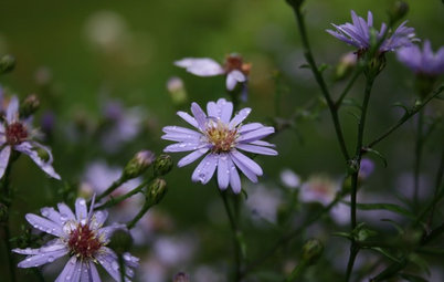 6 Overlooked Asters for Tough Spots