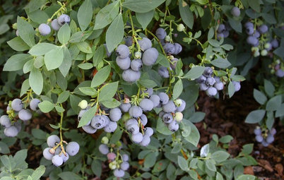 See Why Cross-Pollination Is a Plant’s Best Friend