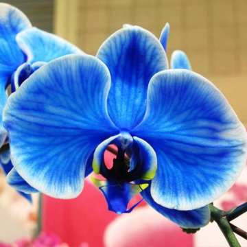 blueorchid.jpg