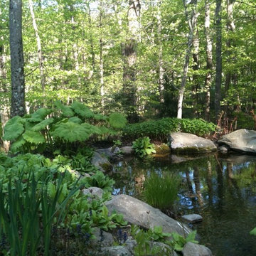 Bog filter pond and garden.