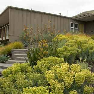 Photo of a mid-century modern landscaping in San Luis Obispo.