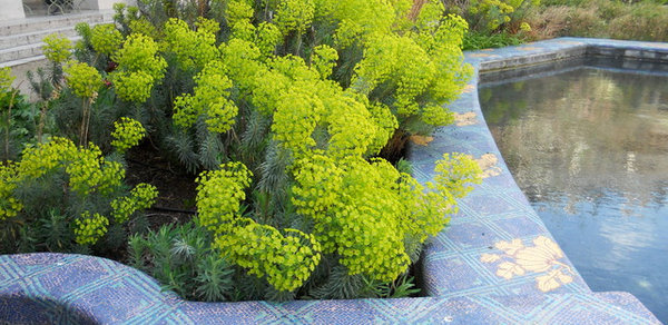 Lime Green Foliage Selections - Tree Selections - Speciality Trees