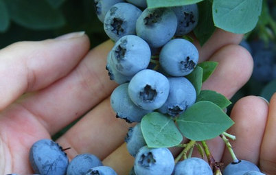 Summer Crop: How to Grow Blueberries