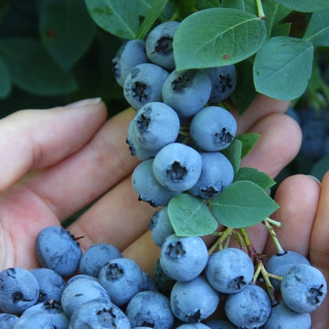 Bountiful Blue® Blueberry Vaccinium corymbosum 'FLX-2' P.P.# 19,381