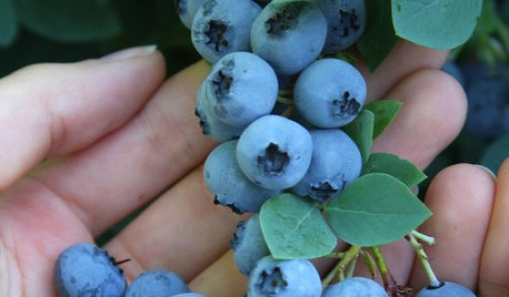 Summer Crop: How to Grow Blueberries