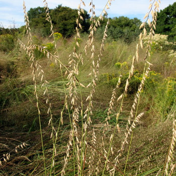 Bouteloua Curtipendula / Sideoats Grass