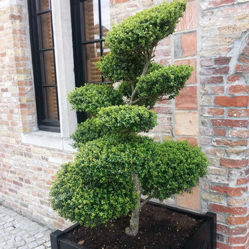 Boxwood Topiary in Container