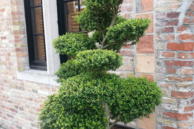Boxwood Topiary in Container