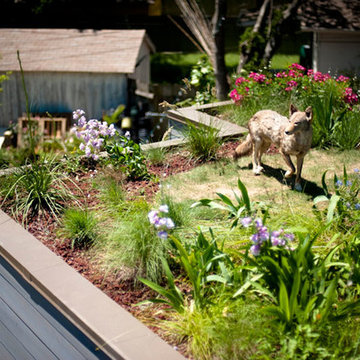 Boyter Bunkhouse Green Roof