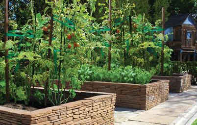 Smart Ways to Support Your Growing Tomato Plants