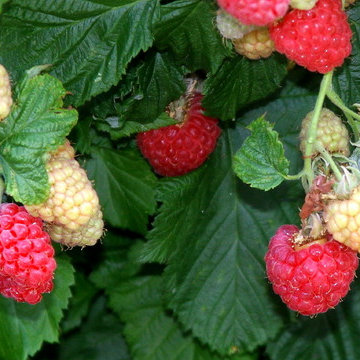 Brazelberries