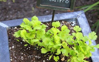 Herb Garden Essentials: Versatile Cilantro Adds Flavor to Herb Gardens