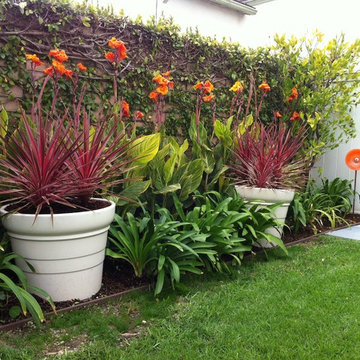 Bright Cordylines and Cannas