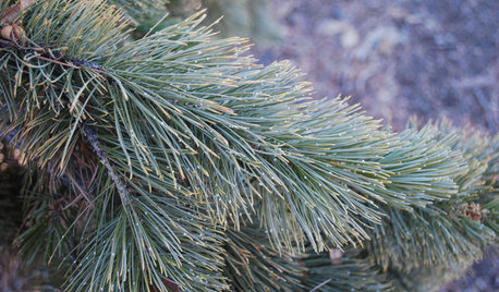 Great Design Plant:  Rocky Mountain Bristlecone Pine