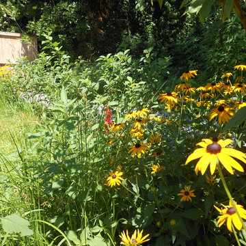 Bristol Historic Home-Stormwater Plantings