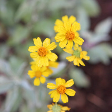 Brittlebush