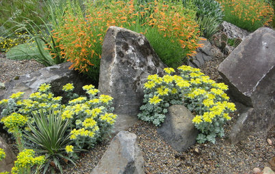 Great Design Plant: Broadleaf Stonecrop (Sedum Spathulifolium)