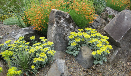 Great Design Plant: Broadleaf Stonecrop (Sedum Spathulifolium)