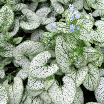 Brunnera Silver Heart