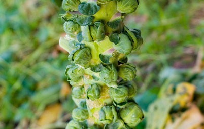 Cool-Season Vegetables: How to Grow Brussels Sprouts