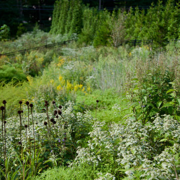 Bryn Mawr, PA - Native Meadow Design/Install