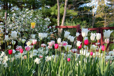 Foto di un giardino classico esposto in pieno sole di medie dimensioni e dietro casa in primavera con pacciame