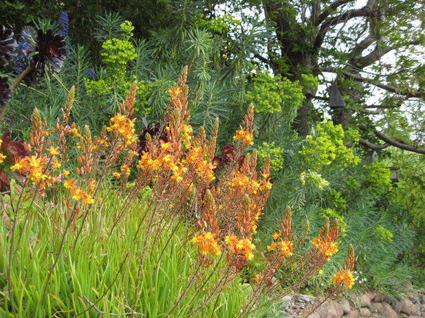 Mediterranean Garden by Dig Your Garden Landscape Design