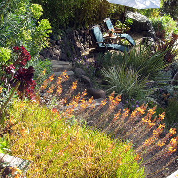 Bulbine frutescens 'Hallmark' (Snake Flower) Marin Gardens