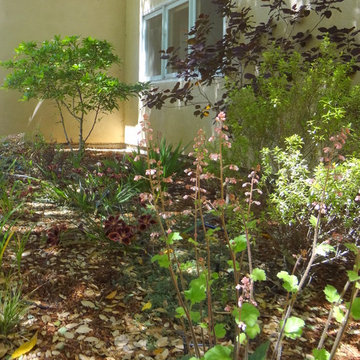 Burlingame, CA - Simson's  Mediterranean & California Native Plants Garden
