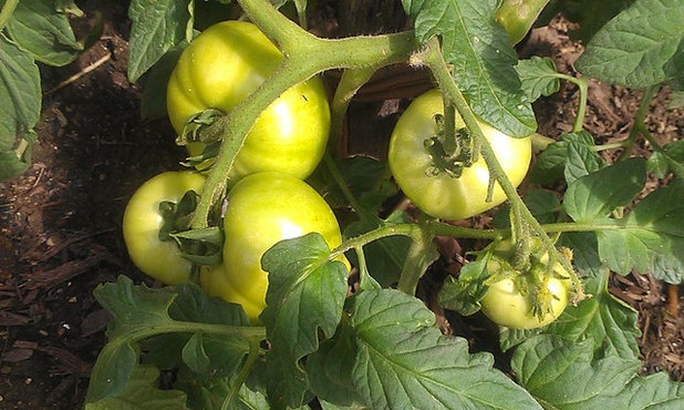 Campagne Jardin Bush Tomatoes