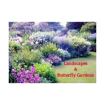Butterfly Habitat