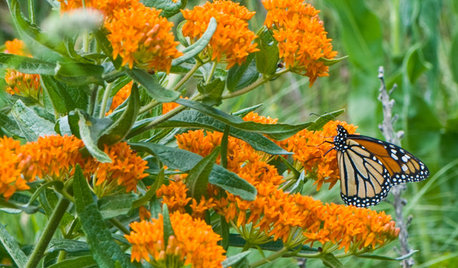 Great Design Plant: Butterfly Milkweed, a Beacon in the Prairie