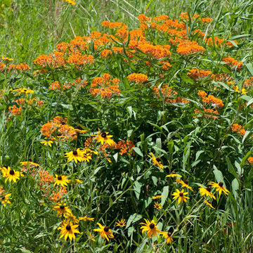 Butterfly Milkweed