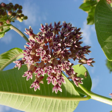 Butterfly Prairie