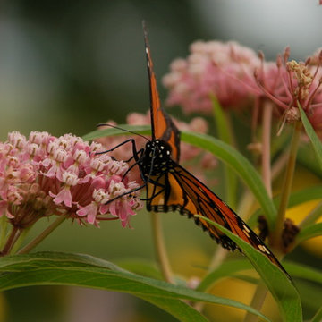 Butterfly Prairie