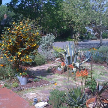 Cacti & Succulent Collector's Garden